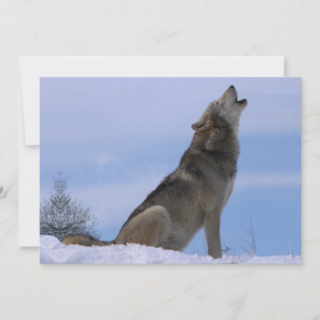 Carte Howling Loup de bois de l'Alaska (Devant)