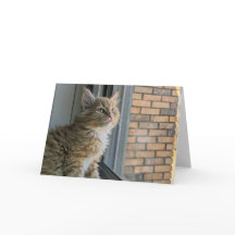 Huey regarde le monde