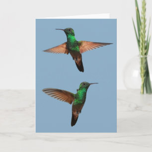 Carte Humminbirds