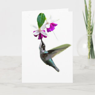 Carte Hummingbird