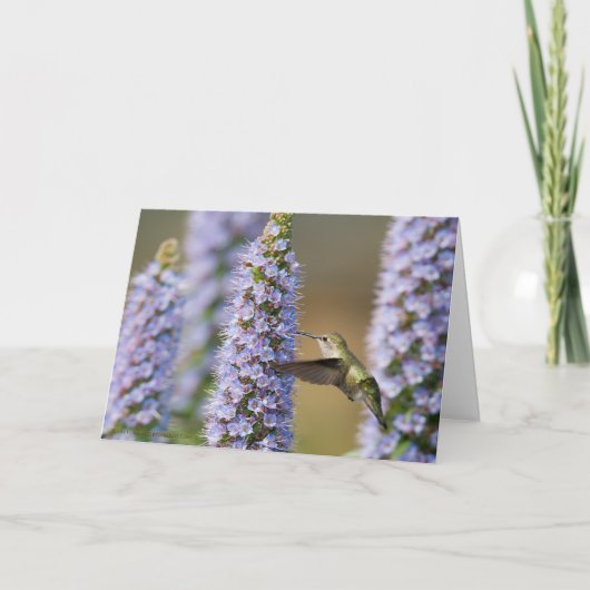 Carte Hummingbird Birthday Card (Devant)