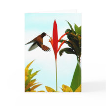 Carte Hummingbird (pose 1)