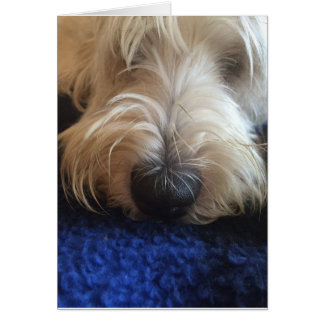 Carte humoristique de chien