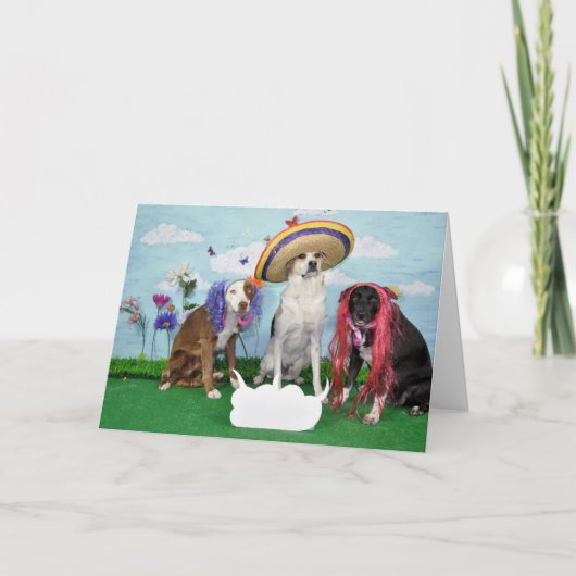 Carte Humorous greeting card, photo of 3 dogs, any theme (Devant)