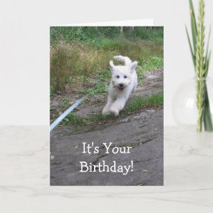Carte Humour d'anniversaire avec mignonne Coupe Goldendo