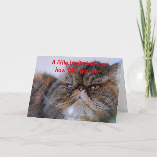 Carte Humour d'anniversaire Calico Persian Kitty Card (Devant)