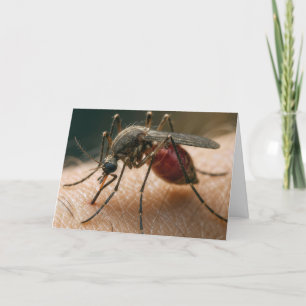 Carte Humour d'anniversaire des moustiques