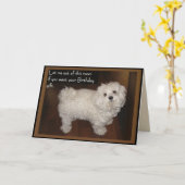 Carte Humour d'anniversaire maltais (Fleur jaune)