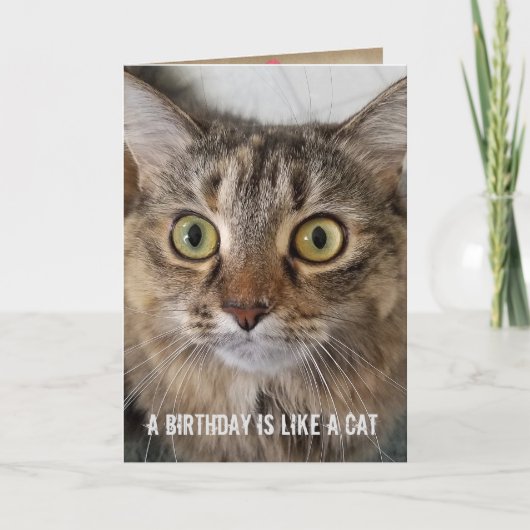 Carte Humour de chat Tabby Anniversaire (Devant)