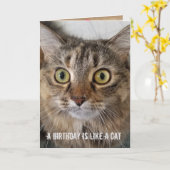 Carte Humour de chat Tabby Anniversaire (Fleur jaune)