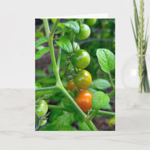 Carte Humour de Tomates pour Anniversaire qui Vieillit