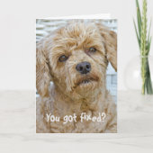 Carte Humour de vasectomie pour chien (Devant)