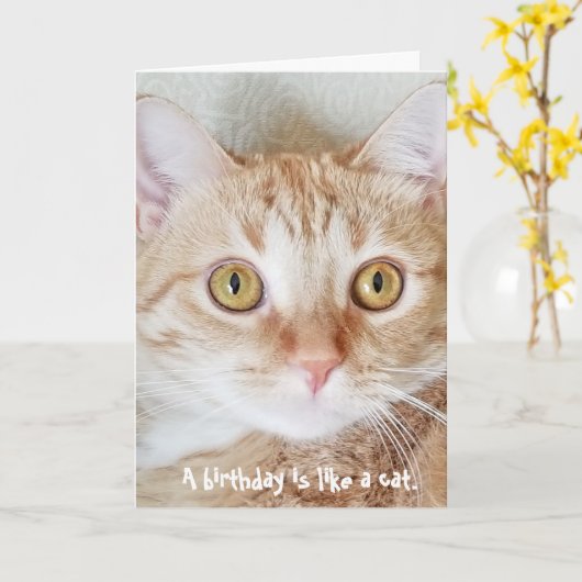 Carte humour du chat tabby d'anniversaire (Fleur jaune)