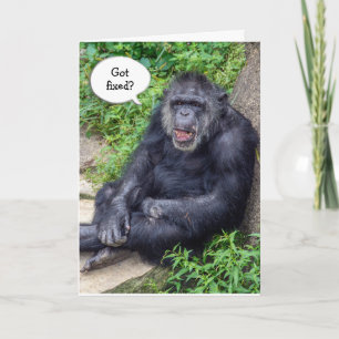 Carte Humour sur la vasectomie avec chimpanzé