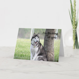 Carte Husky Thinking of You Greeting Card