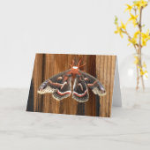 Carte Hyalophora cecropia (Fleur jaune)