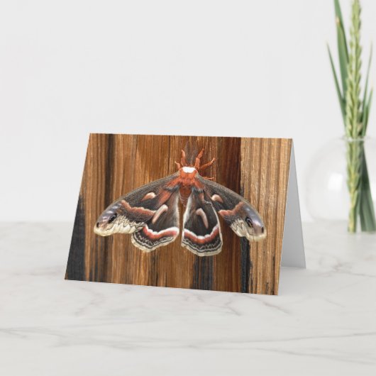 Carte Hyalophora cecropia (Devant)