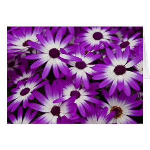 Carte hybride de cinéraire