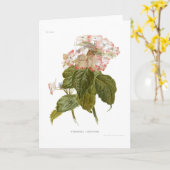 Carte Hydrangea lindleyana (Fleur jaune)