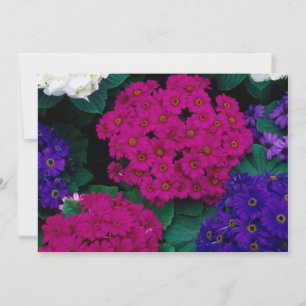 CARTE HYDRANGEAS ROSE SOMBRE PURPLES FLEURS BEAUTÉ NATUR