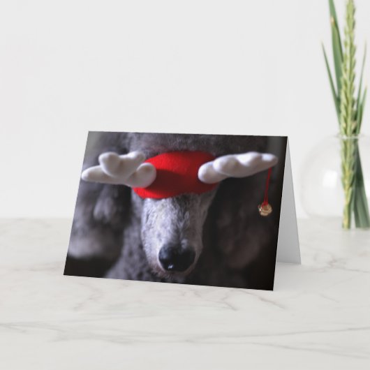 Carte I de vacances de Reindoodle (Devant)