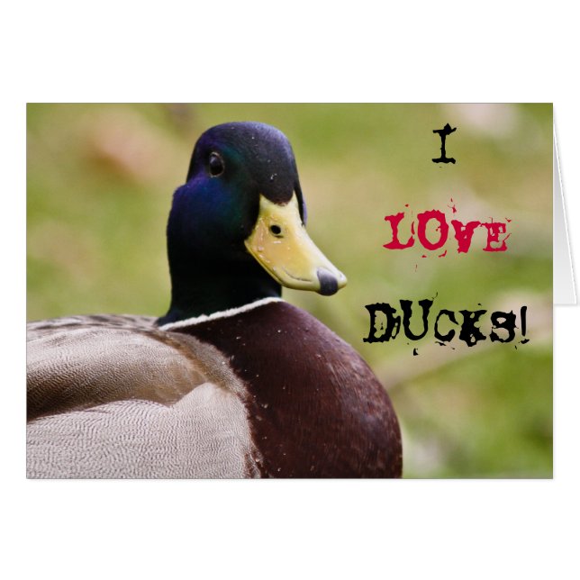 Carte I Love Ducks (Devant horizontal)