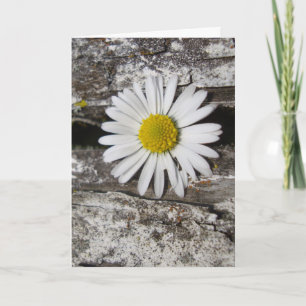 Carte I Love You, Daisy et Old Wood Photographie