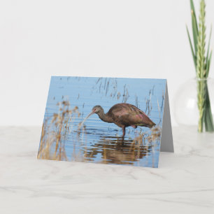 Carte Ibis