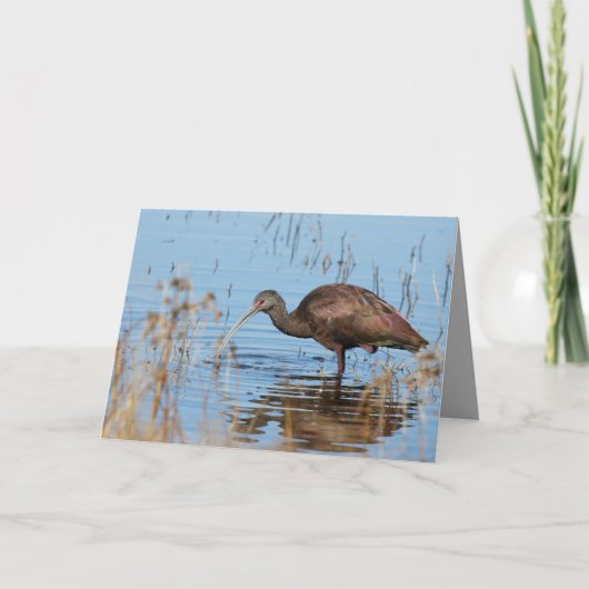 Carte Ibis (Devant)