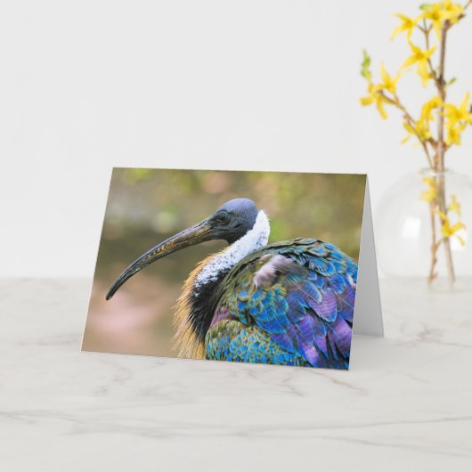 Carte Ibis (Fleur jaune)