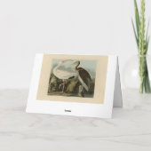 Carte Ibis blanc - Les oiseaux d'Amérique de John James (Dos)