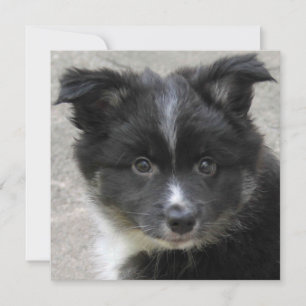 Carte Icelandic Sheepdog 2014-0802