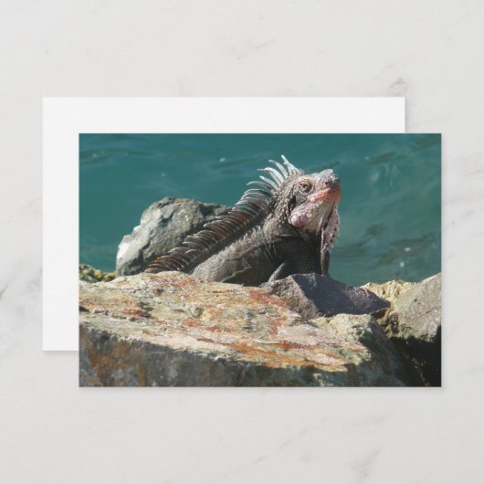 Carte Iguana à St Thomas (Devant / Derrière)