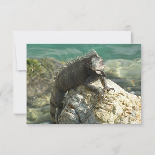 Carte Iguana sur les rochers à St. Thomas (Devant)
