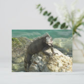 Carte Iguana sur les rochers à St. Thomas (Debout devant)