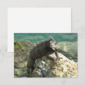 Carte Iguana sur les rochers à St. Thomas (Devant / Derrière)