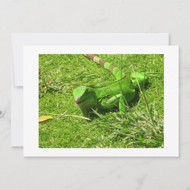 Carte Iguana verte en herbe (Devant)