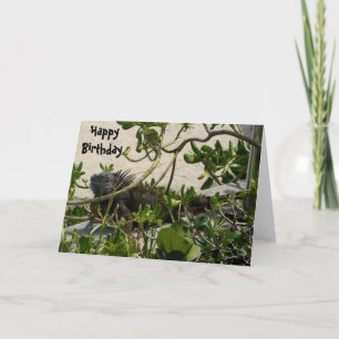 Carte Iguane