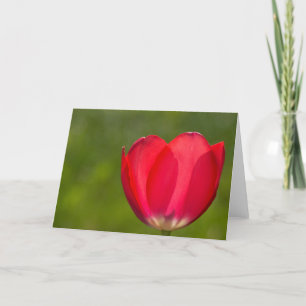 Carte Il y a des tulipes et des tulipes