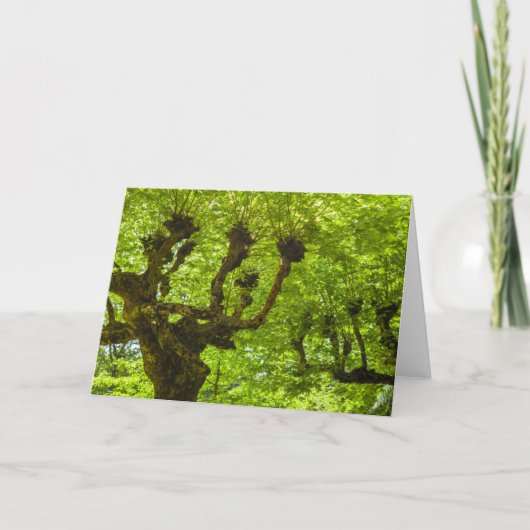 Carte Île de Sao Miguel (Devant)