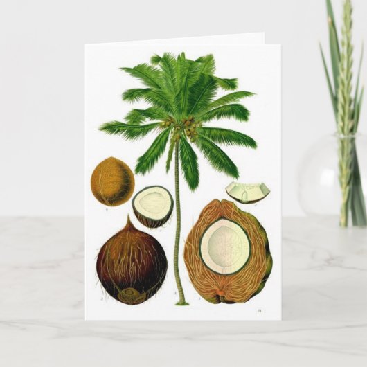 Carte Illustration botanique de l'arbre à coco (Devant)