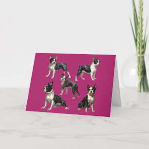 Carte Illustration de Boston Terrier