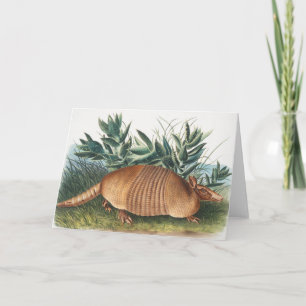 Carte Illustration de l'Armadillo (Dasypus Peba) à neuf