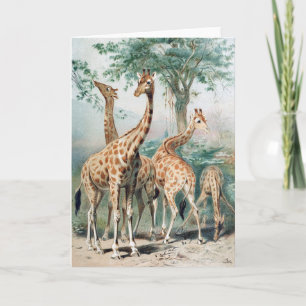Carte Illustration de livre vintage quatre girafes 1900