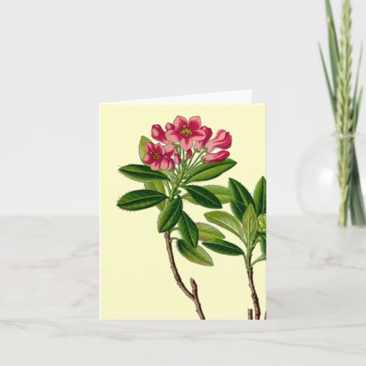 Carte Illustration de rhododendron rose (Devant)