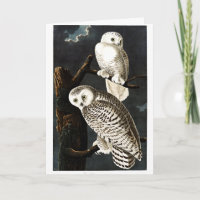Illustration de Snowy Owl par Audubon
