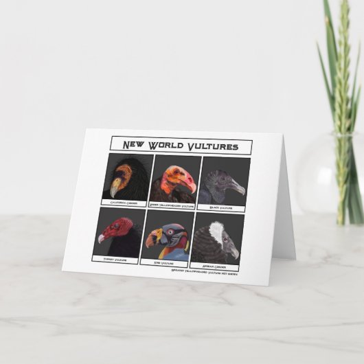 Carte Illustration des vautours du nouveau monde (Devant)