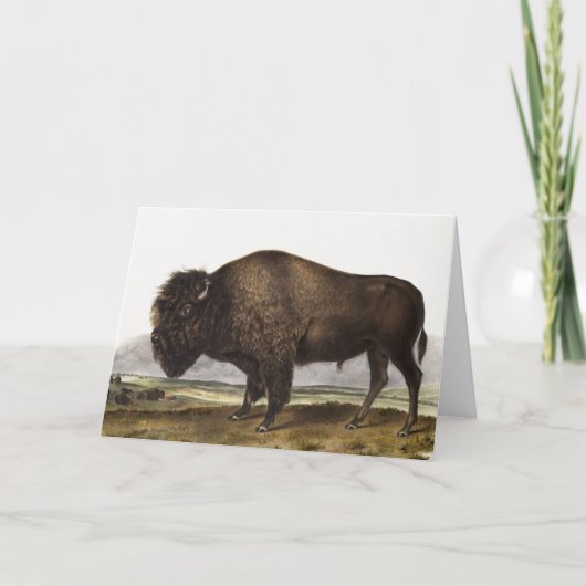 Carte Illustration du bison américain (Bos Americanus) (Devant)
