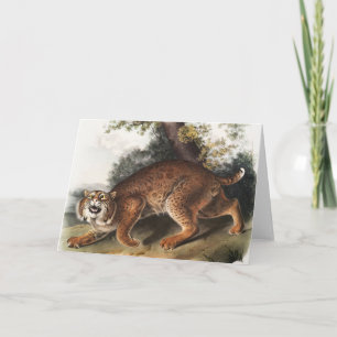 Carte Illustration du chat sauvage américain (Lynx rufus