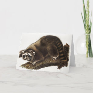 Carte Illustration du raton laveur (Procyon lotor)